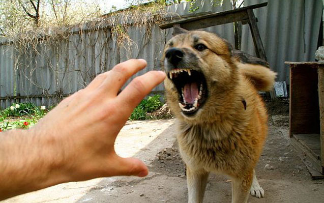 sekide-qadini-it-disleyib