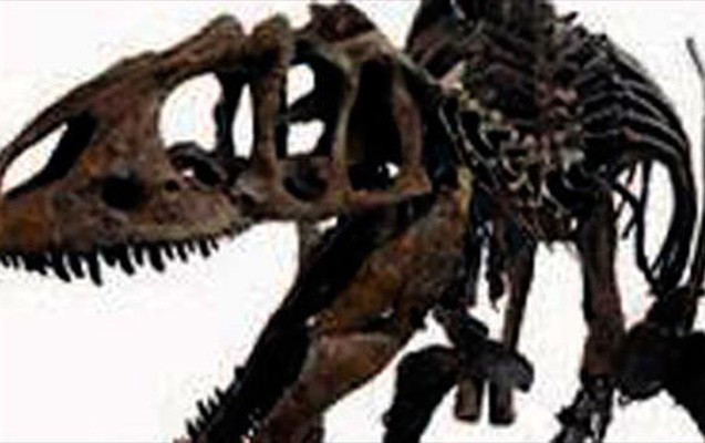 dinozavr-skeleti-satisa-cixarilacaq