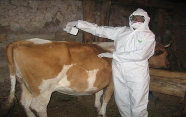 sabranda-brusellyozun-kutlevi-yayilmasina