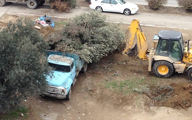 leyla-eliyevanin-tesebbusu-ile-ekilen-agaclari-kim-mehv-etdi