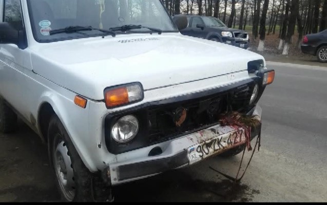 niva-15-den-cox-qoyunu-vurub-oldurdu