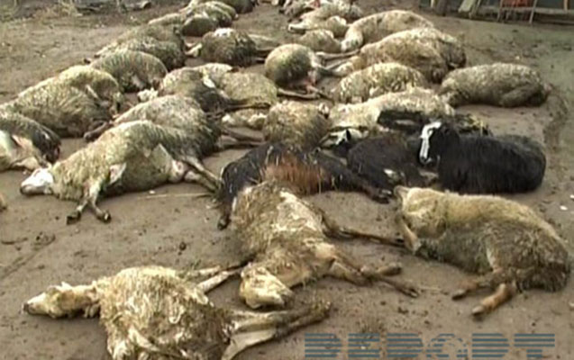 50-qoyun-zeherlenib-oldu-