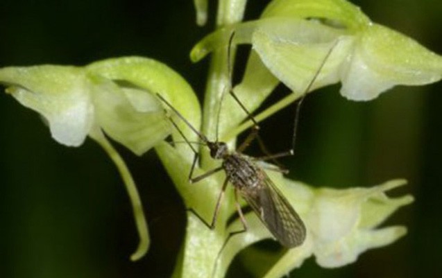 insan-bedeninin-qoxusunu-veren-cicekler-tapildi