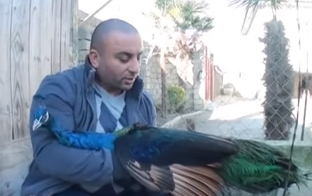 heyetinde-mini-zoopark-yaratdi