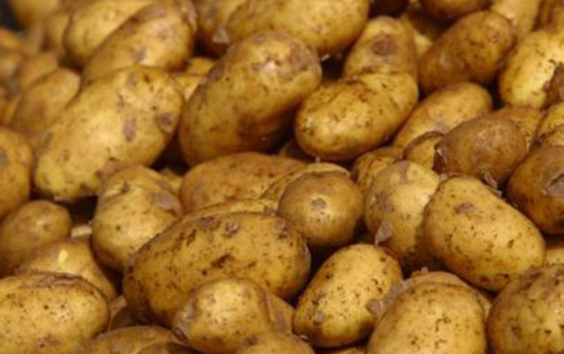 ehaliye-zererli-kartof-satilir