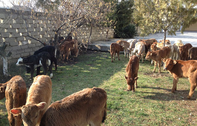 -azerbaycanda-film-kimi-qacaqmal-emeliyyati