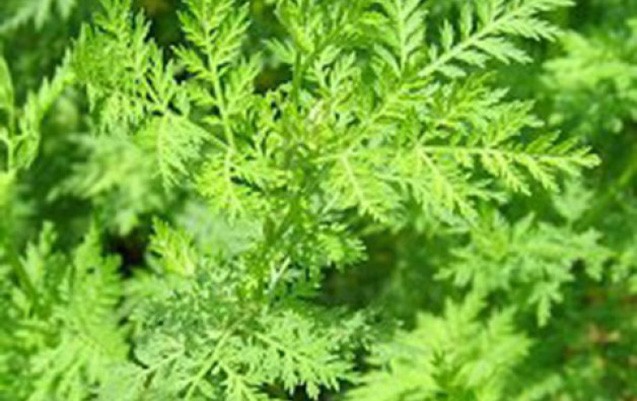 xercenge-qarsi-en-semereli-vasite-