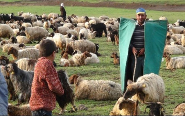 ermeniler-terterde-cobanlari-atese-tutub
