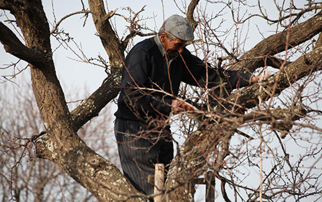 yasilliqlarin-goturulmesi-qaydasi-tesdiqlendi