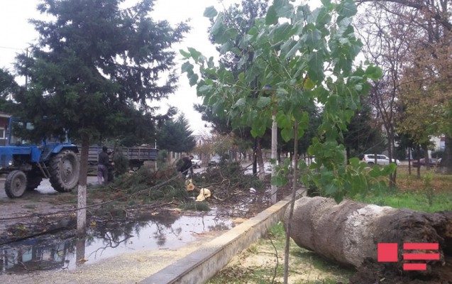 guclu-kulek-xacmazda-fesadlar-toredib-