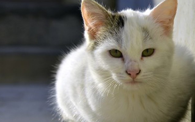 palmerston-adli-pisik-xin-in-binasini-sicanlardan-qoruyur