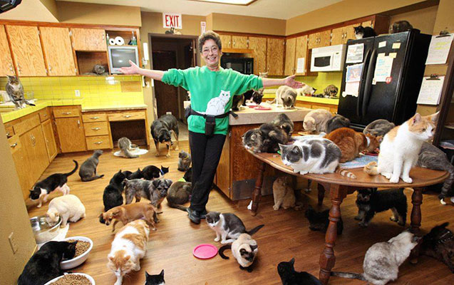 pisikler-ucun-bir-milyon-xerc-