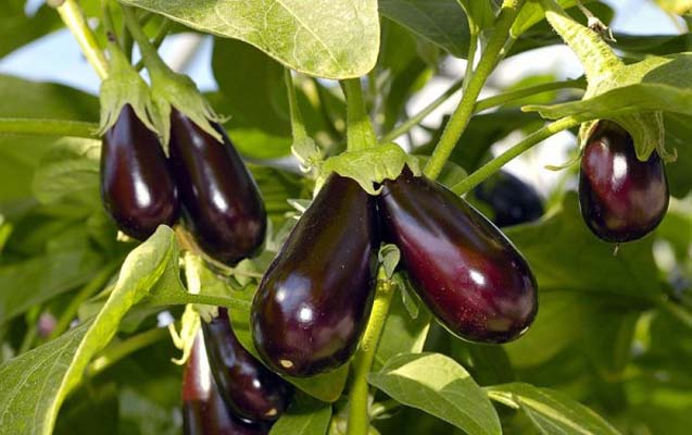 rusiya-turkiyenin-badimcanina-qadaga-qoyur