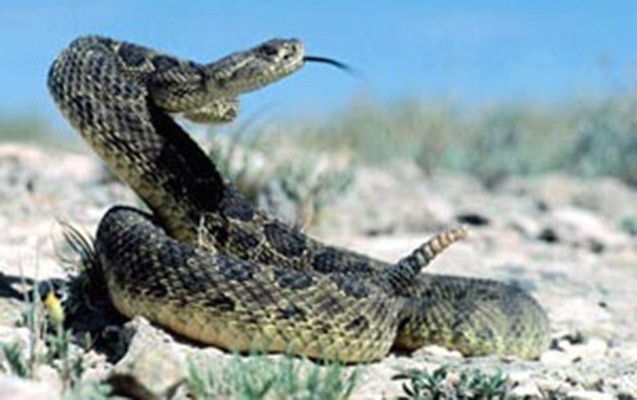 celilabadda-33-yasli-kisini-ilan-sancdi