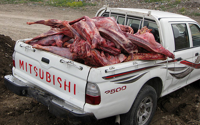 azerbaycandaki-les-sebekesi-