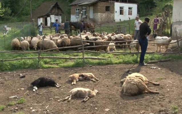 canavar-fermaya-hucum-etdi