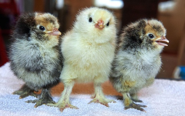 ozbekistanda-muellimlerin-maasi-cucelerle-odenilir