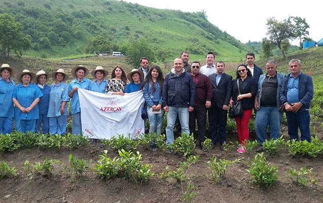 azersun-holdinq-cay-yigimina-basladi