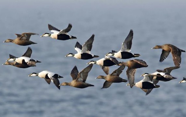 qus-qripine-gore-monitorinqler-basa-catib