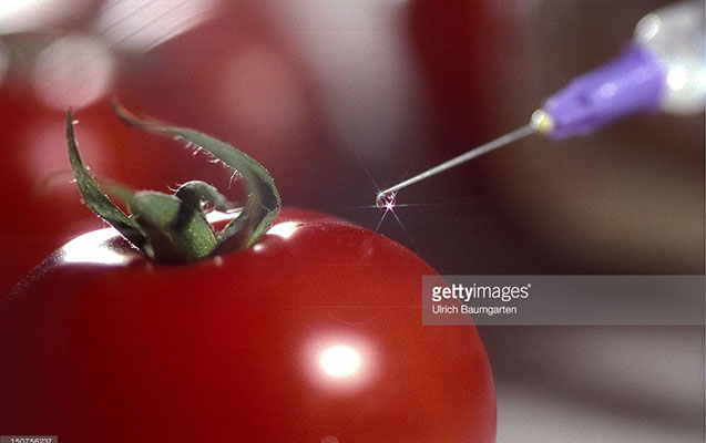 azerbaycanda-pomidora-iyne-vurulur