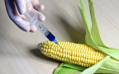 gmo-mehsullarla-bagli-yeni-telebler-qoyulacaq