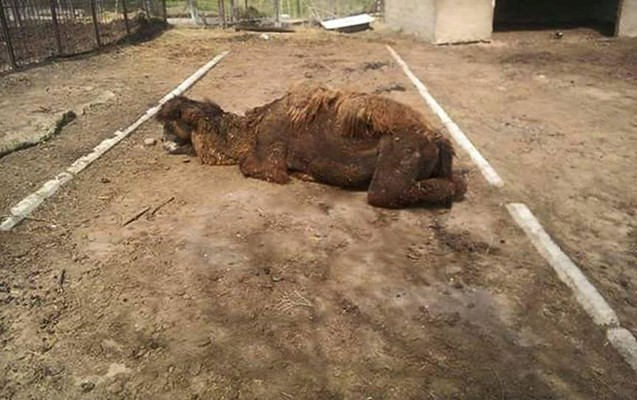 baki-zooparkindaki-devenin-fotosu-hamini-teeccublendirdi