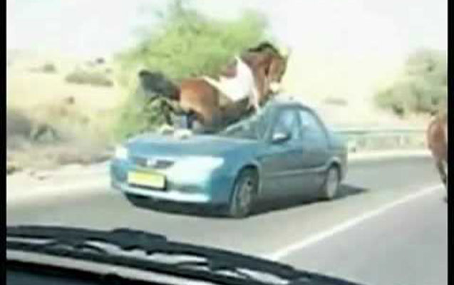 -azerbaycanda-at-masini-vurdu-