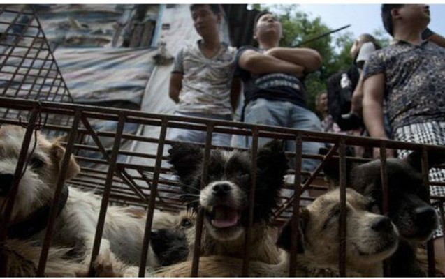 cinde-it-eti-festivalina-etiraz