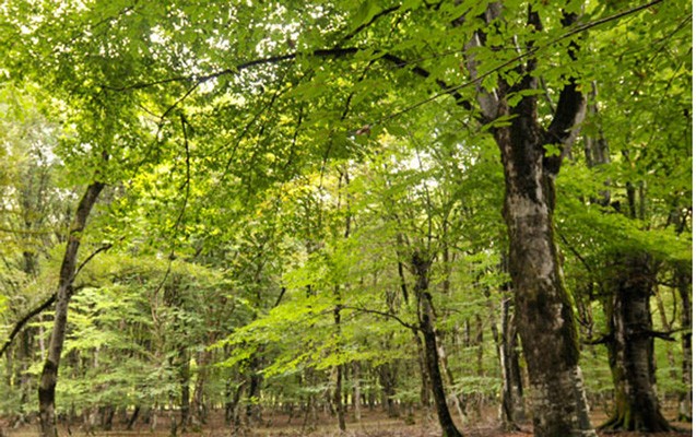 meselerde-zererverici-problemi-