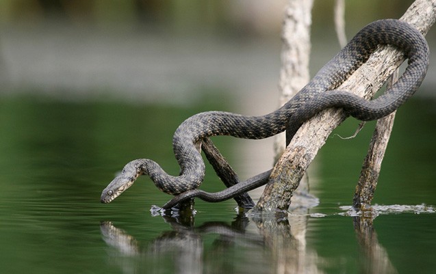 15-yasli-yeniyetmeni-cimerken-ilan-sancdi