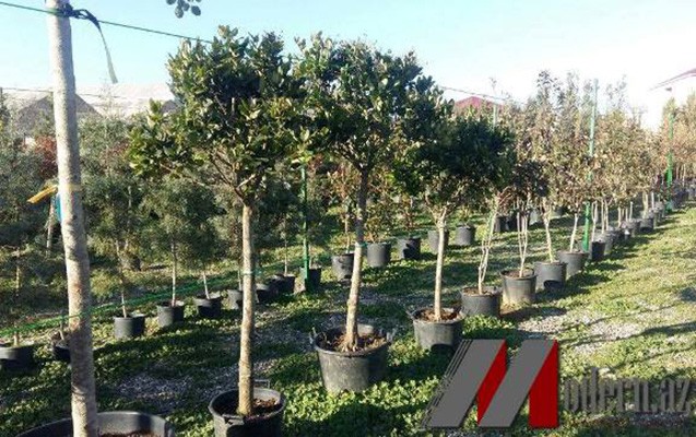 bakida-bir-agaca-3-min-pulu-kim-verir-