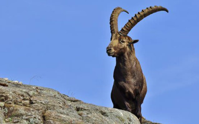 dag-kecisi-ovladi-saxlanildi
