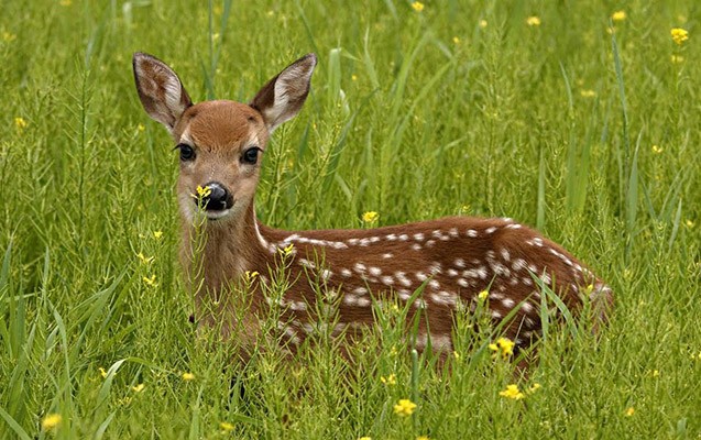 milli-parkda-avropa-cuyurlerinin-sayi-azalib