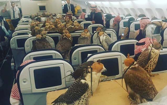 ereb-sahzadesi-ov-quslari-ucun-80-aviabilet-alib