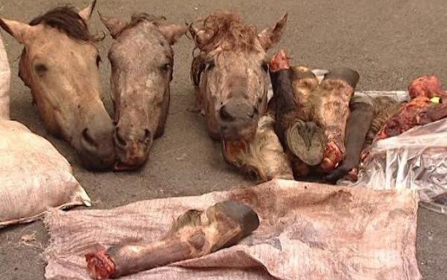 xacmazda-kanala-xeyli-kesilmis-at-basi-atilib