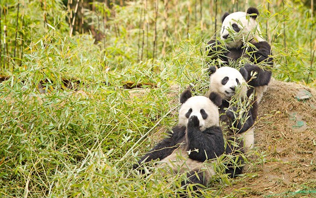 172-min-insan-kocurulecek-