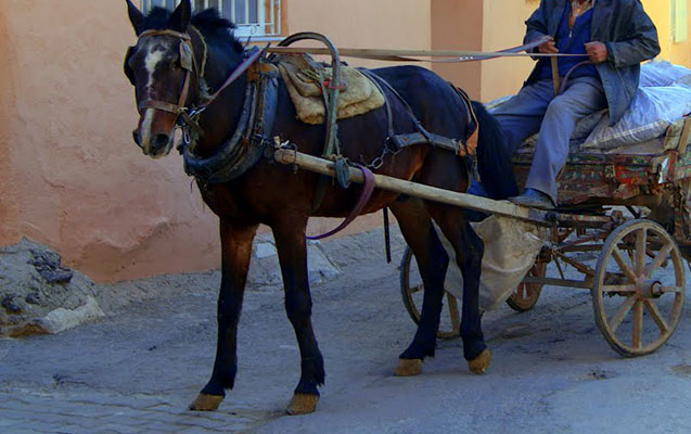 at-arabasi-asdi-olen-var