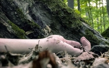 Xaçmazda iki ildir axtarılan kişi qətlə yetirilibmiş