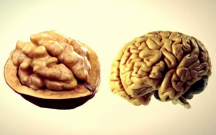 bu-qidalar-orqanlarimizin-ekizidir