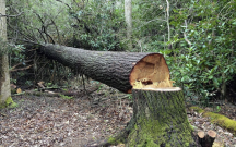 yasilliqlara-40-min-manata-yaxin-ziyan-vuruldu