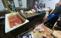 “Kənd toyuqları”nı bu vannalarda “istehsal edirmişlər”