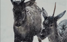 maral-surusunun-qarli-havada-maraqli-goruntuleri