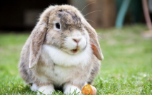 “Azərdovşansaxlayan” adlı QHT də var imiş