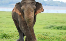 fil-22-neferi-oldurdu