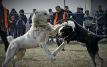 Tanışını iti döyüşdə uduzduğu üçün güllələyib