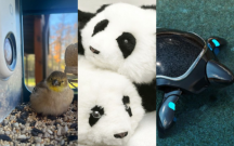 Gələcək buradadır