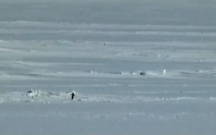 “Nihilist pinqvin”in bu görüntüləri yenidən gündəm oldu