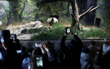 O pandaları görmək üçün zooparka axın edirlər