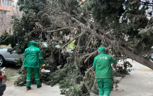 bakidaki-guclu-kulekde-19-agac-qirildi