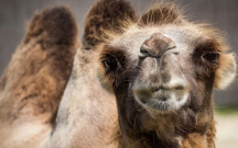 develerin-de-pasportu-olacaq